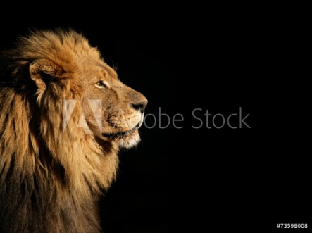 Picture of Portrait of a big male African lion on black